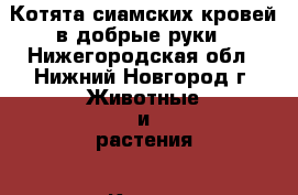 Котята сиамских кровей в добрые руки - Нижегородская обл., Нижний Новгород г. Животные и растения » Кошки   